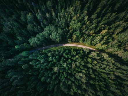 Ein Foto von einem Wald von oben aufgenommen. In der Mitte des Waldes verläuft ein Weg. 