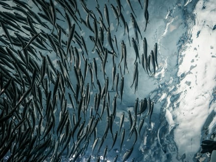 Foto von einem Fischschwarm im Wasser. Von unten 