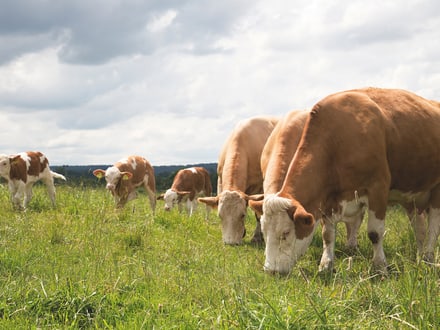 Kühe grasen auf einer Wiese.