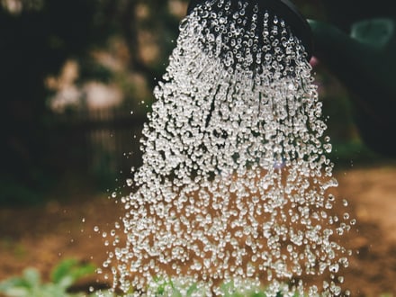 Foto von einer Giesskanne aus der Wasser auf Pflanzen läuft