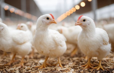 Weisse Hühner in einem Stall auf Holzspänen stehend.