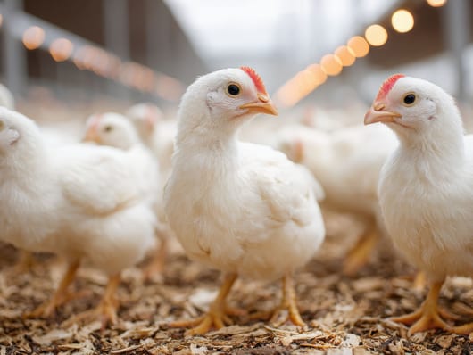 Weisse Hühner in einem Stall auf Holzspänen stehend.