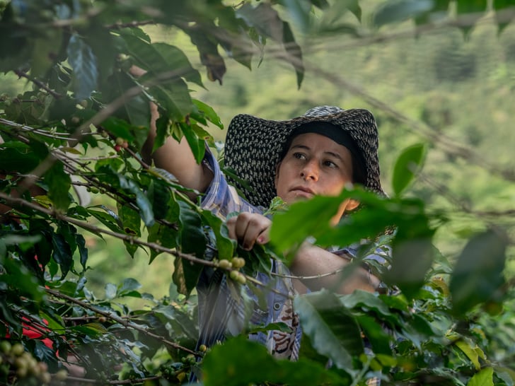 Durch die Vollumstellung auf Fairtrade-Kaffee können die Kleinbauern-Kooperativen eine deutlich grössere Menge ihrer Ernte zu Fairtrade-Konditionen anbieten. 