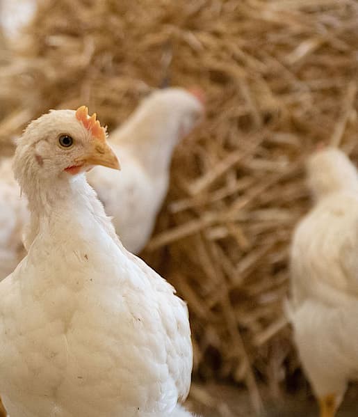 Foto von 3 weissen Hühnern von weit unten aufgenommen. Im Hintergrund sieht man Strohballen. 