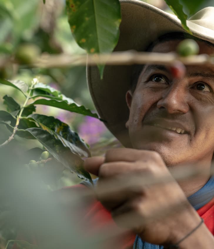 Mann in Hut pflückt Kaffeebohnen in Kolumbien.