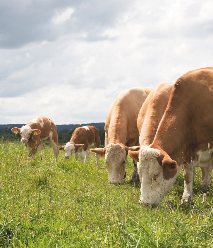 Kühe grasen auf einer Wiese.