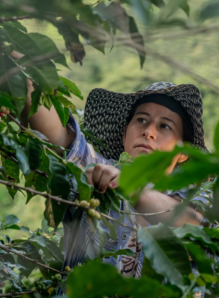 Durch die Vollumstellung auf Fairtrade-Kaffee können die Kleinbauern-Kooperativen eine deutlich grössere Menge ihrer Ernte zu Fairtrade-Konditionen anbieten. 