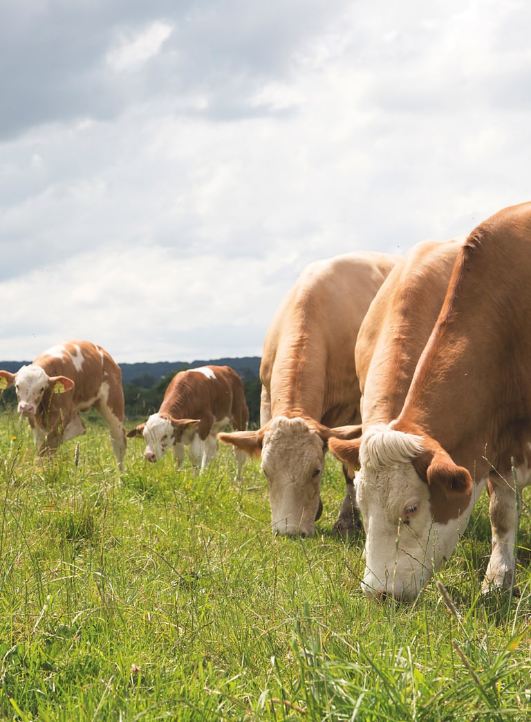 Kühe grasen auf einer Wiese.