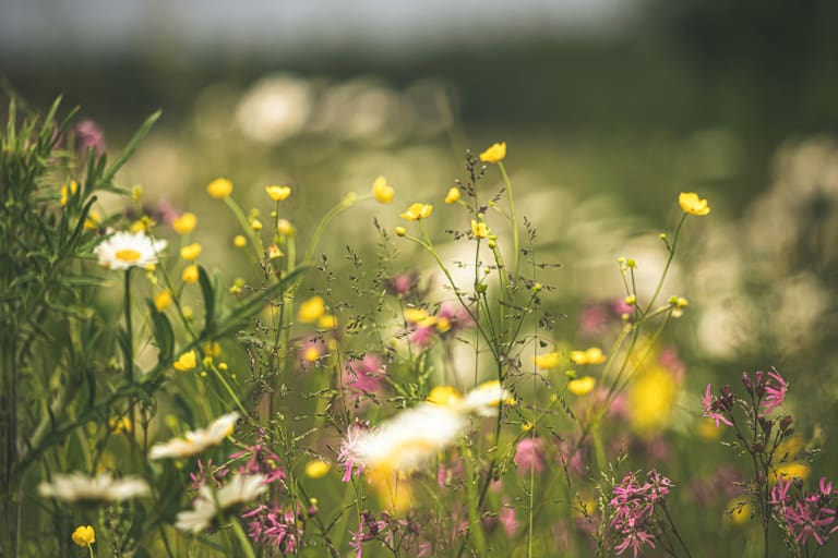 Foto von einer Blumenwiese von Nahe. Leicht verschwommen mit starkem Fokus auf dem Vordergrund