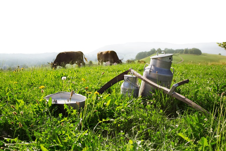 Milchkannen auf grüner Wiese mit weidenden Kühen im Hintergrund.