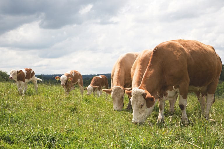 Kühe grasen auf einer Wiese.