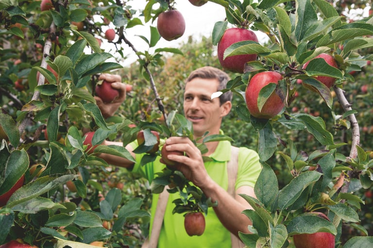 Mann pflückt Äpfel in einem Obstgarten.