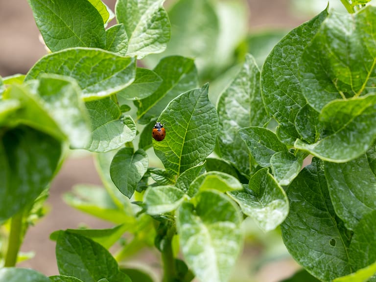 Marienkäfer auf grünen Blättern von Pflanzen.