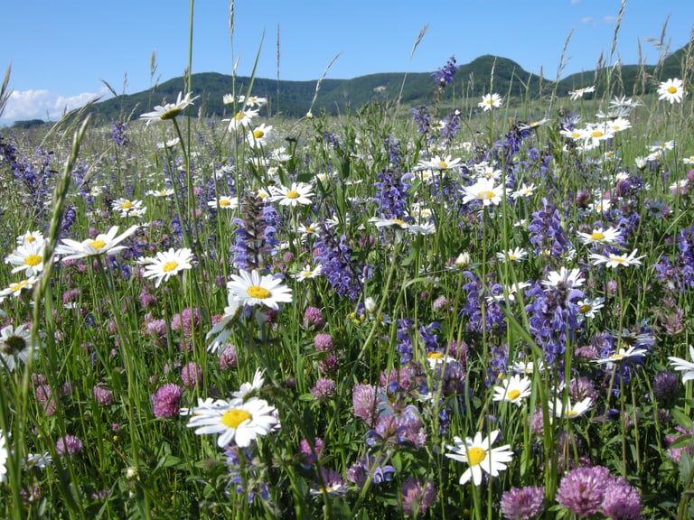 Blumenwiese mit Bergen im Hintergrund unter blauem Himmel.",