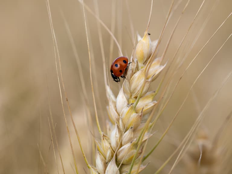 Marienkäfer auf einem Weizenhalm.",