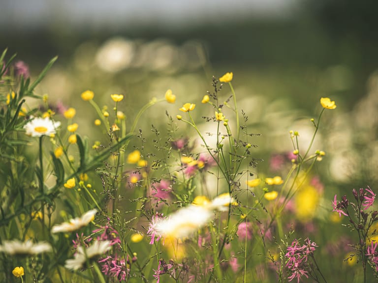 Foto von einer Blumenwiese von Nahe. Leicht verschwommen mit starkem Fokus auf dem Vordergrund