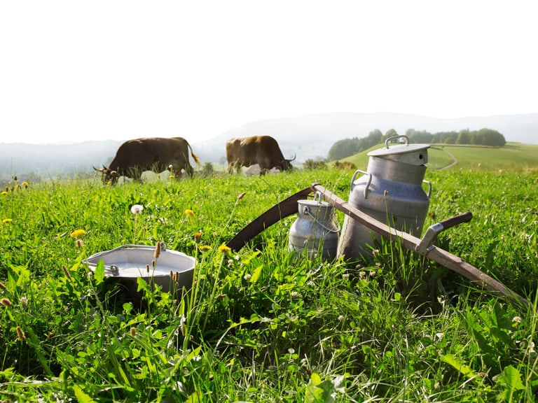 Milchkannen auf grüner Wiese mit weidenden Kühen im Hintergrund.