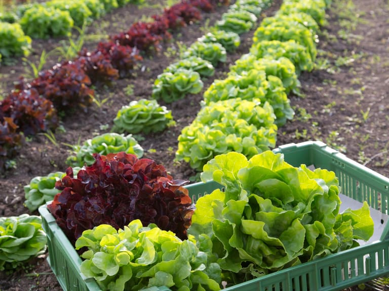 Salat, Regionalität