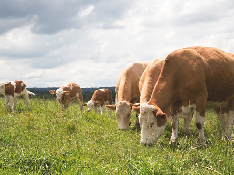 Kühe grasen auf einer Wiese.