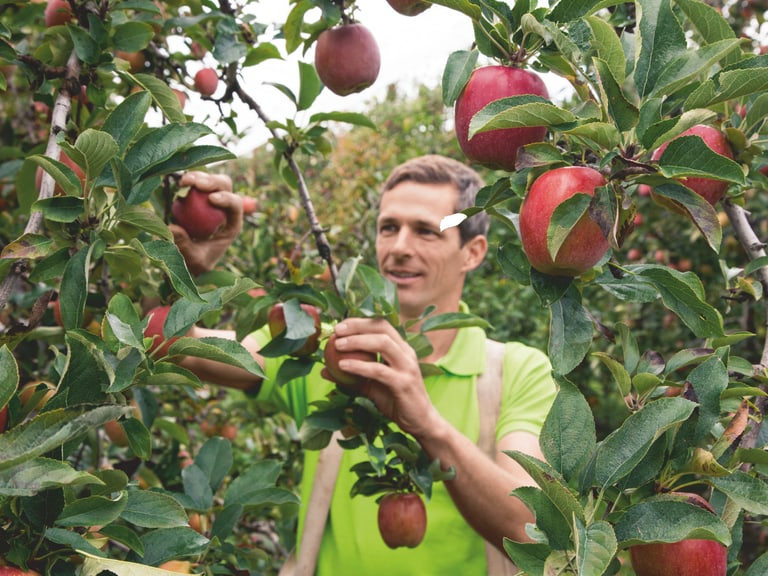 Mann pflückt Äpfel in einem Obstgarten.