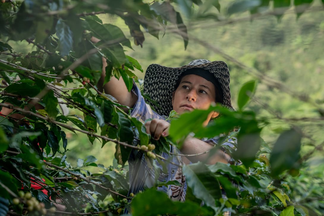 Durch die Vollumstellung auf Fairtrade-Kaffee können die Kleinbauern-Kooperativen eine deutlich grössere Menge ihrer Ernte zu Fairtrade-Konditionen anbieten. 